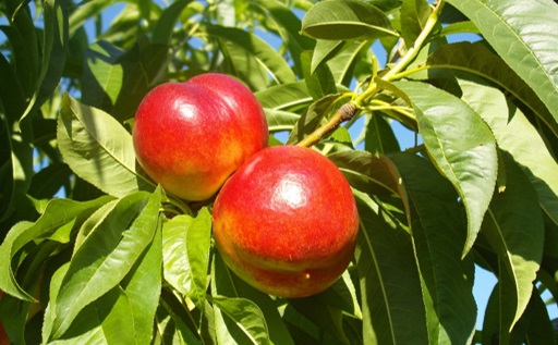 Apricots on fruit tree
